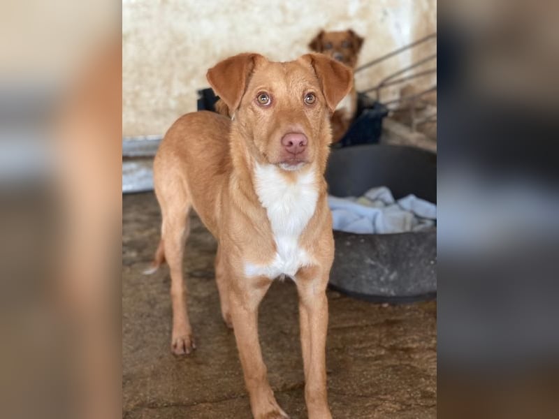 Novis, geb. ca. 09/2025, lebt in GRIECHENLAND, auf einer privaten Pflegestelle