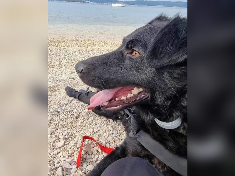 Floyd ❤️ liebenswerter, tapferer Kämpfer