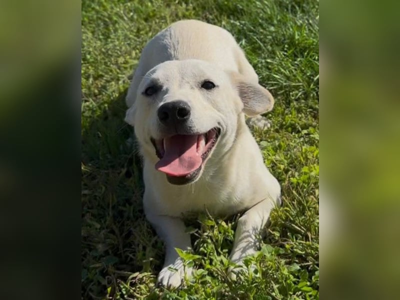 Belle ❤️ süßes, verspieltes Hundemädchen Belle ❤️ süßes, verspieltes Hundemädchen