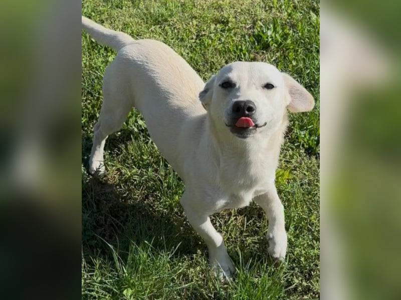 Belle ❤️ süßes, verspieltes Hundemädchen Belle ❤️ süßes, verspieltes Hundemädchen