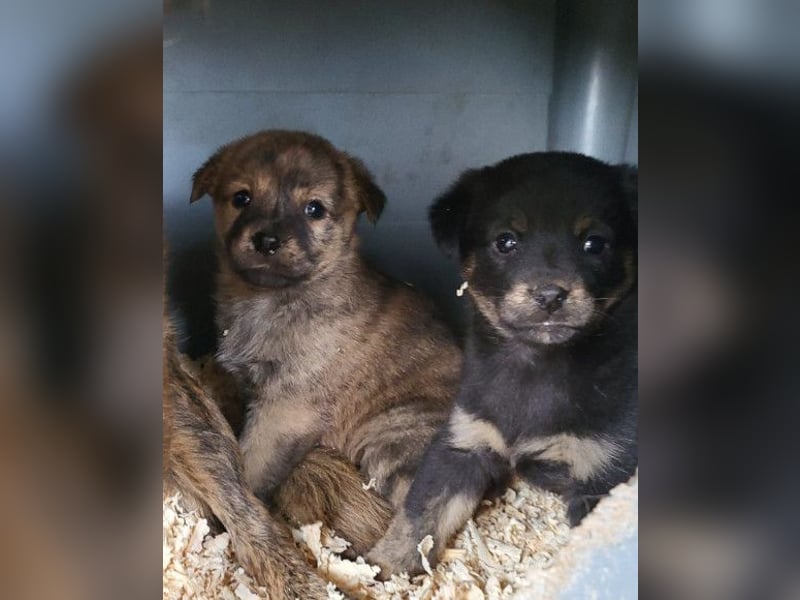 Liebe Babsi ❤️ kleine, süße Schmusemaus!