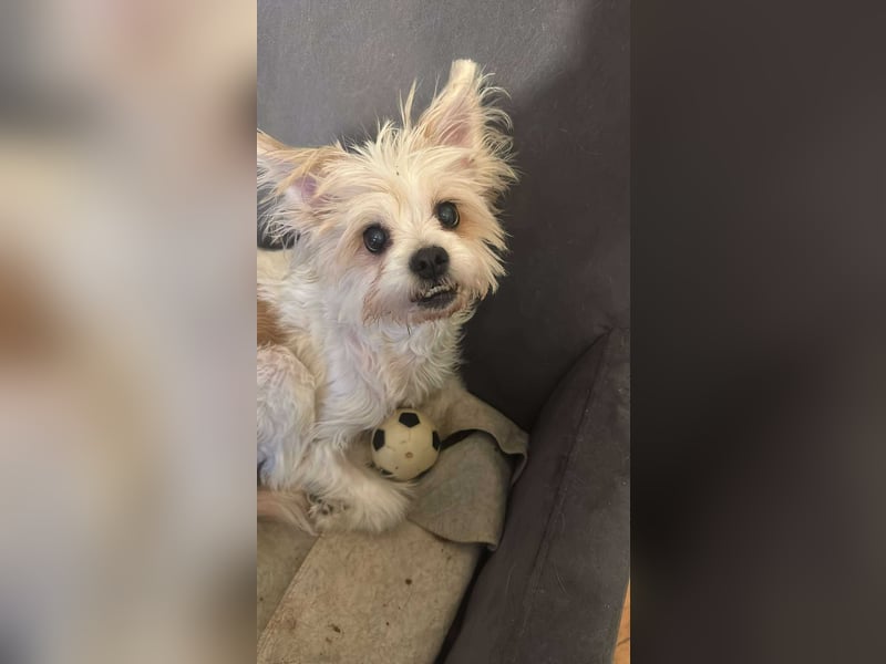 Mily, kleine Seniorin sucht Residenzplätzchen