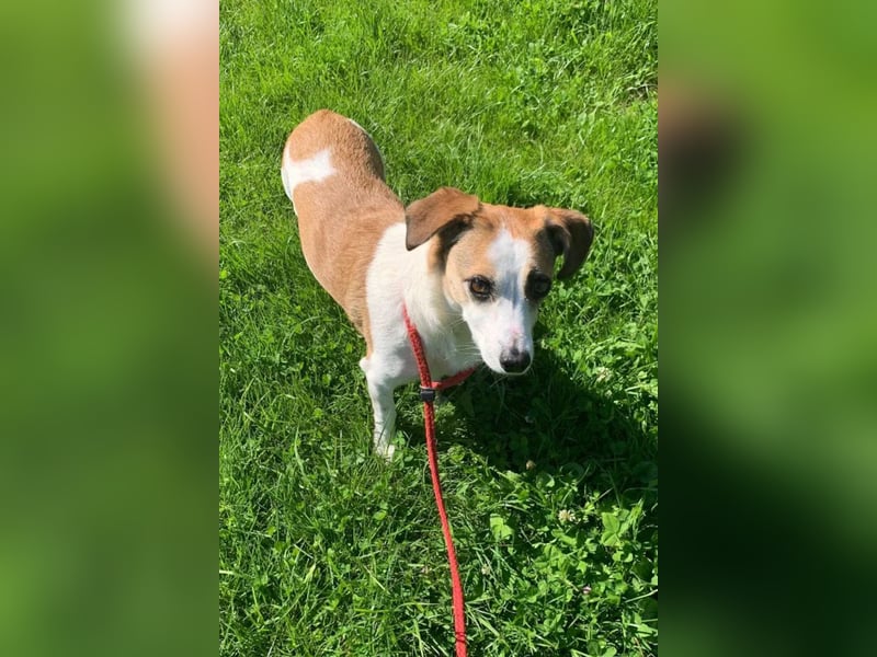 Kleine Cherry ❤️ sanfte, liebe Hundedame
