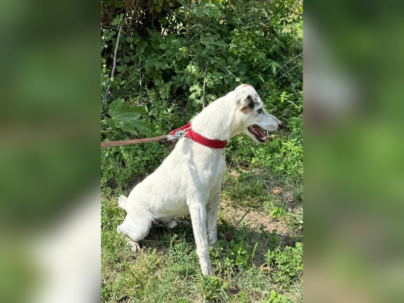 Roki - menschenbezogener Einzelprinz sucht seine Famllie