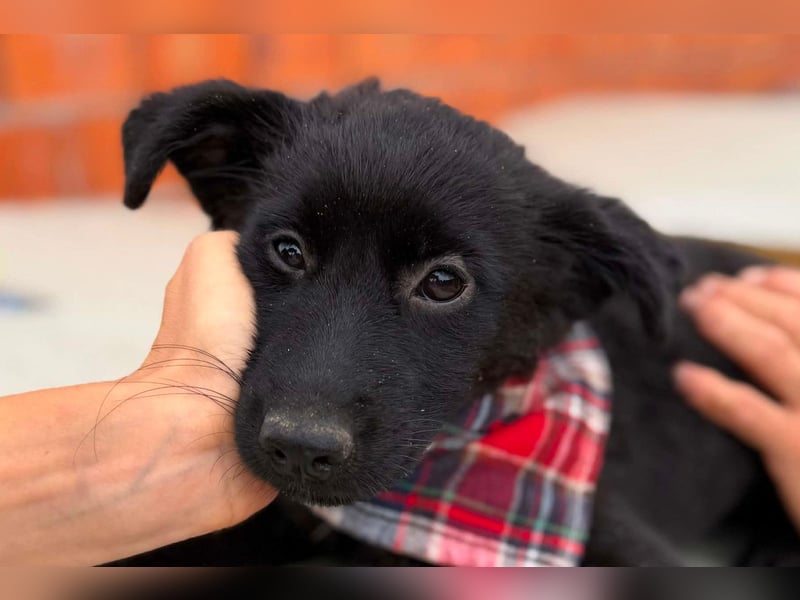 MARVEL❤️neugieriges, zauberhaftes Welpenmädchen sucht ihre Herzensmenschen