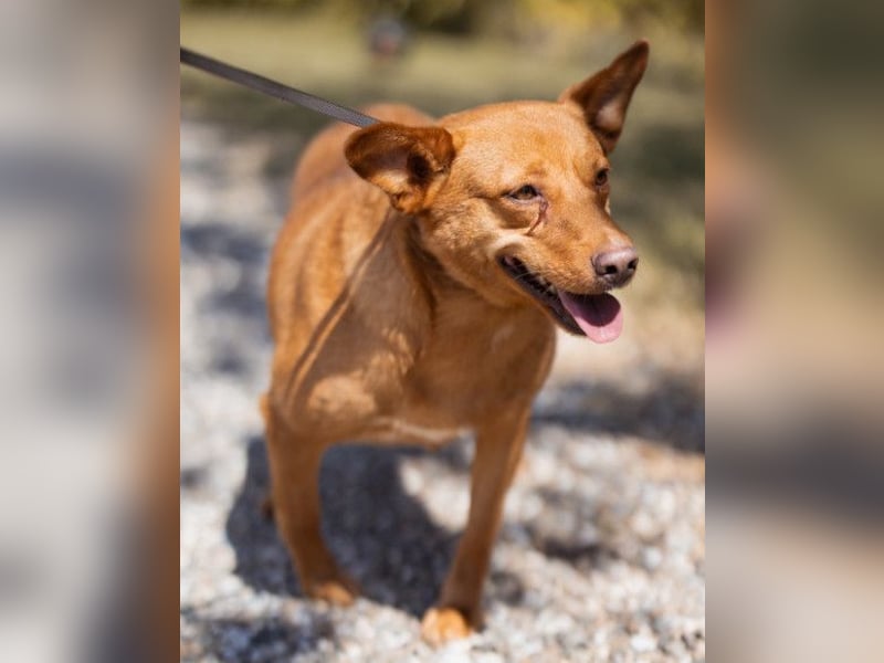 Sanfte SIMBA❤️eine liebevolle Seele - gerettet und bereit fürs Glück!