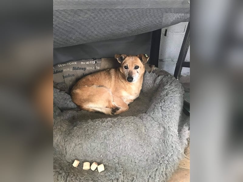 Omi Romi sucht ein ruhiges Zuhause 