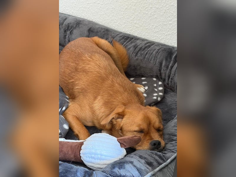 Liebste ♥Luna♥ klein, fein, stubenrein, wartet schon in 02625 Bautzen