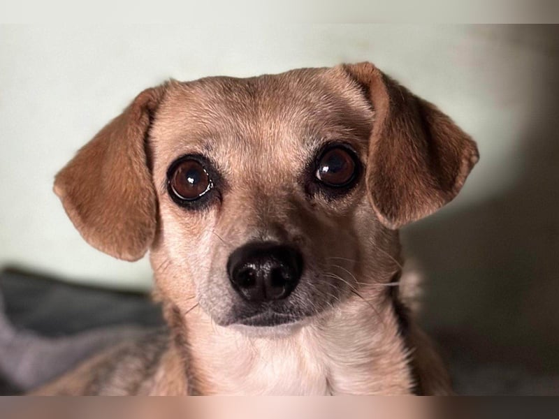 Sanfte ♥ Mirna ♥ wartet bereits in 67663 Kaiserslautern