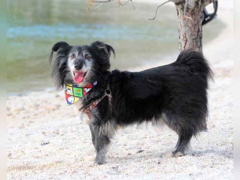 Neno ❤️ vital, neugierig + katzenverträgl.