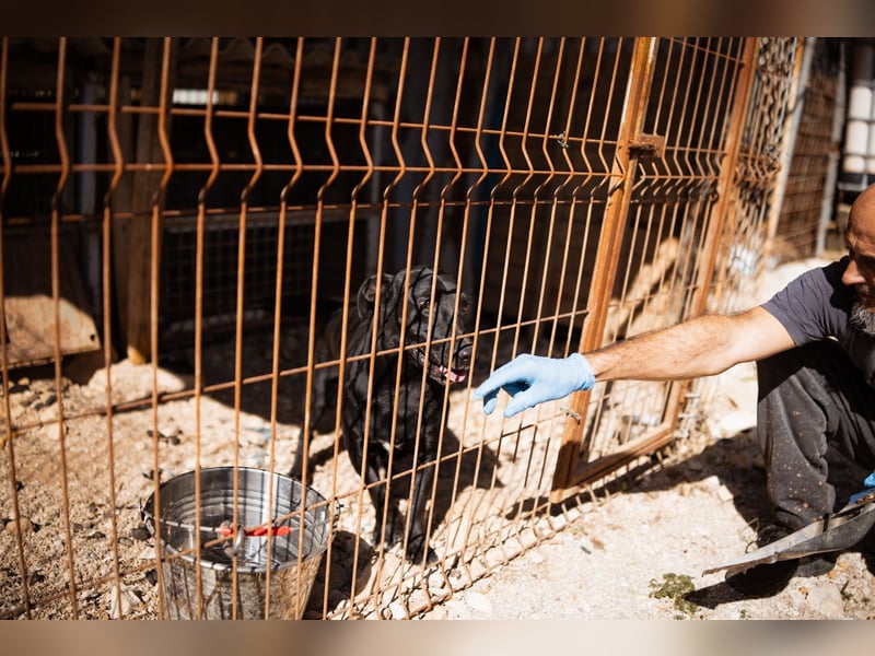 Kajo ❤️ super lieber Bub sucht Zuhause