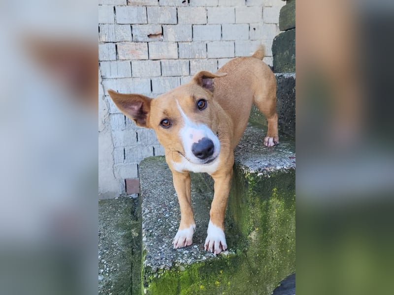 Aurelia ❤️ aufgeweckte, so fröhliche Maus