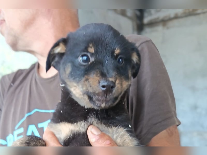 Liebe Babsi ❤️ kleine, süße Schmusemaus!