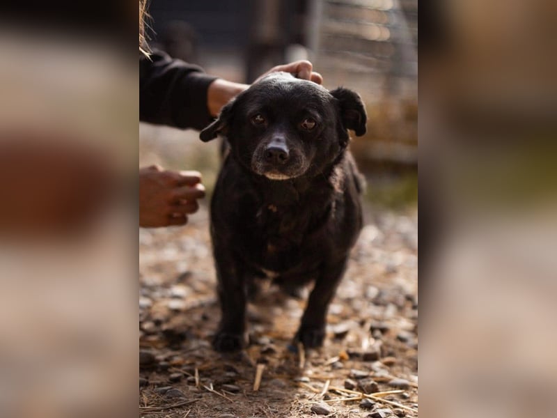 Liebe ♥ Lava ♥ kuschelige, kleine Hündin