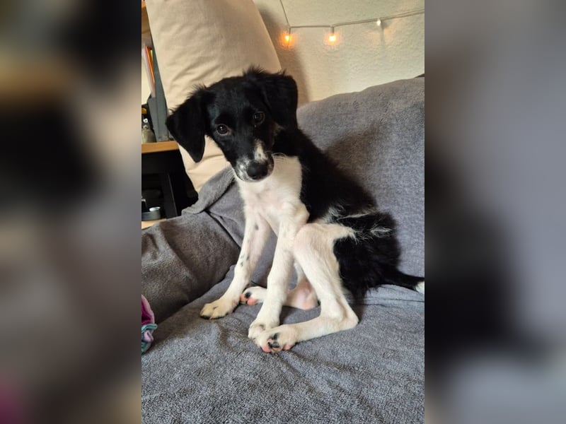 Süße ♥Suki♥ wartet bereits in 32130 Enger auf ihre Für-Immer-Menschen