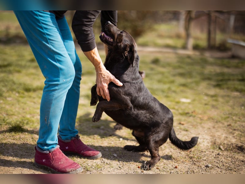 Freundlicher ♥ Grom ♥  kleiner, sozialer, lebensfroher Rüde