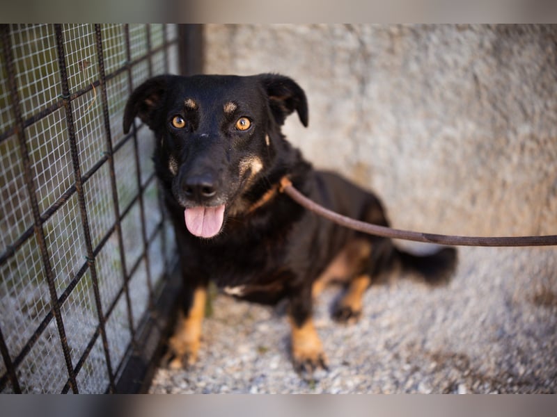 YARINA❤️zarte Hundedame: Lieb. Klug. Lernwillig.