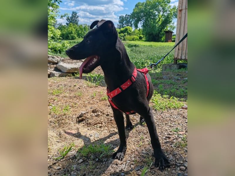 Kleine ♥ Kascha ♥ lieb und auch katzenverträglich