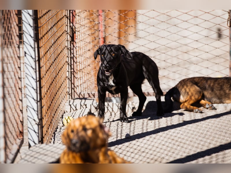 Schmusepfote Cassia ♥️ tolle Familienhündin