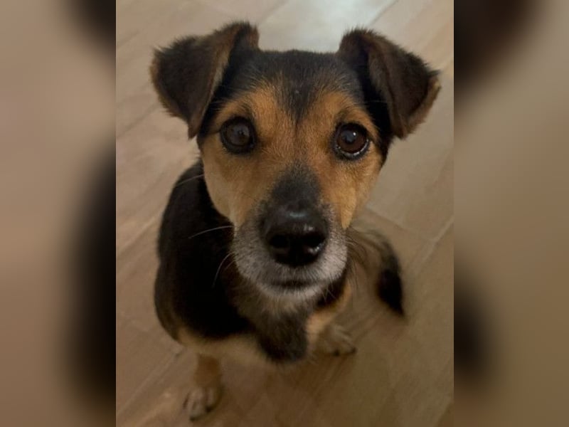 Roby ❤️ aktiver, verschmuster Rollibub Roby ❤️ aktiver, verschmuster Rollibub