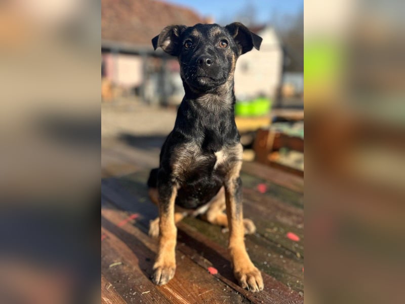 Liebste junge ♥Luna♥ erobert jedes Herz