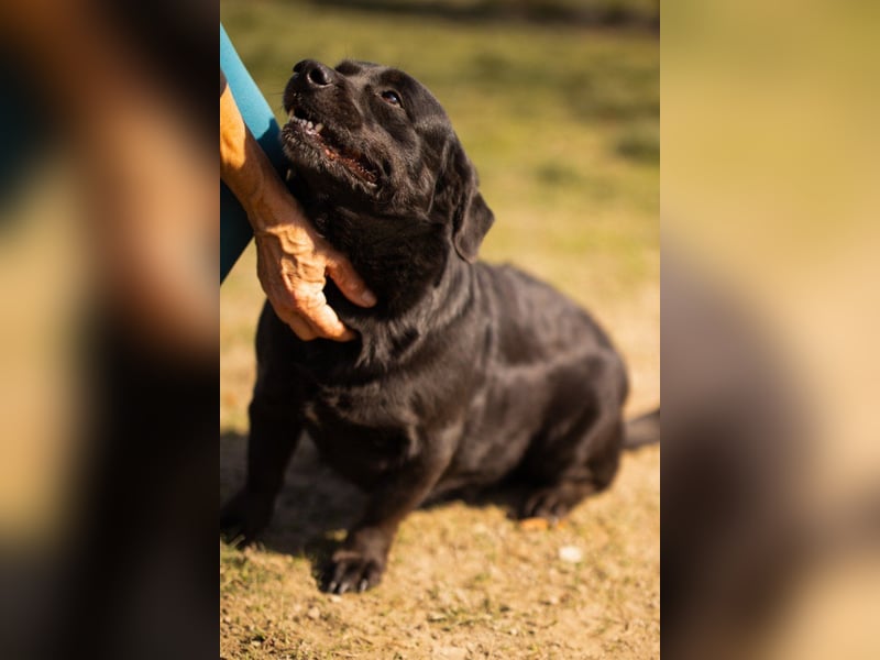 Süße OldLady ♥ Merry ♥ fröhliche, freundliche Hundedame