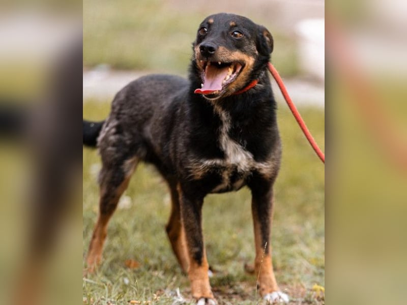 Rio ❤️ freundlicher Herzenshund sucht Familie!