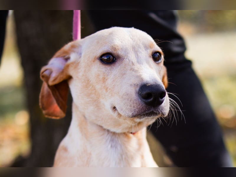 Hachiko ❤️ so lebensfroh und aktiv!