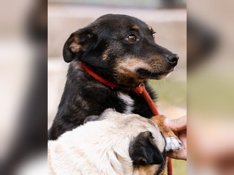 Rio ❤️ freundlicher Herzenshund sucht Familie!