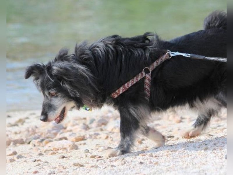 Neno ❤️ vital, neugierig + katzenverträgl.