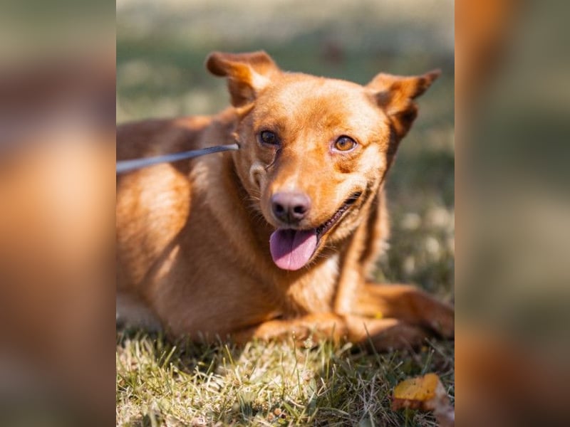 Sanfte SIMBA❤️eine liebevolle Seele - gerettet und bereit fürs Glück!