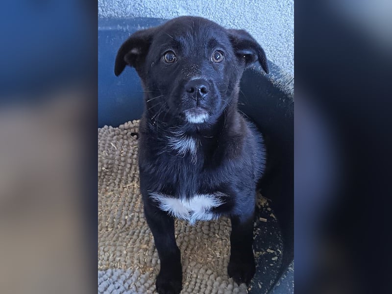 süße LIA❤️kleines Energiebündel sucht ein Für-Immer-Körbchen