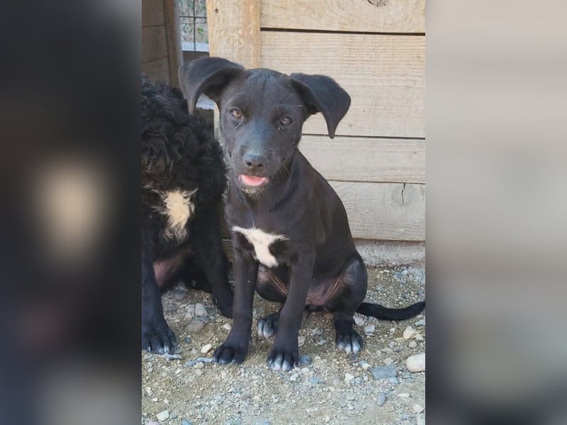 Kleine ♥ Ava ♥ süße schmusige freundliche Welpenschnute