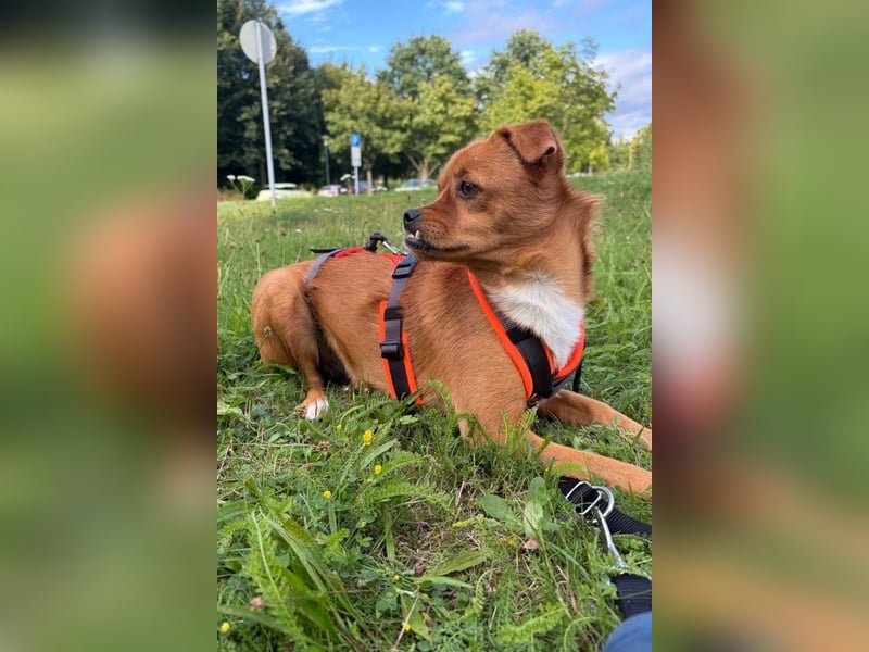 Liebste ♥Luna♥ klein, fein, stubenrein, wartet schon in 02625 Bautzen
