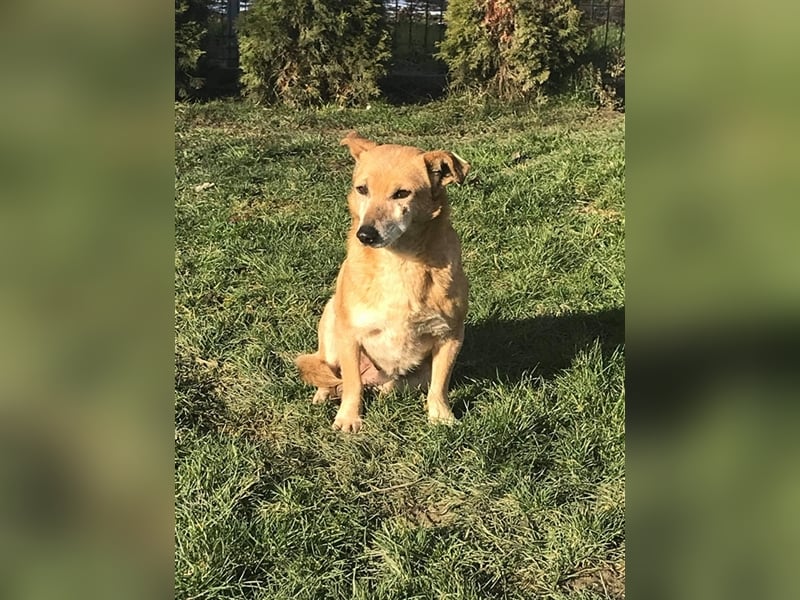 Omi Romi sucht ein ruhiges Zuhause 