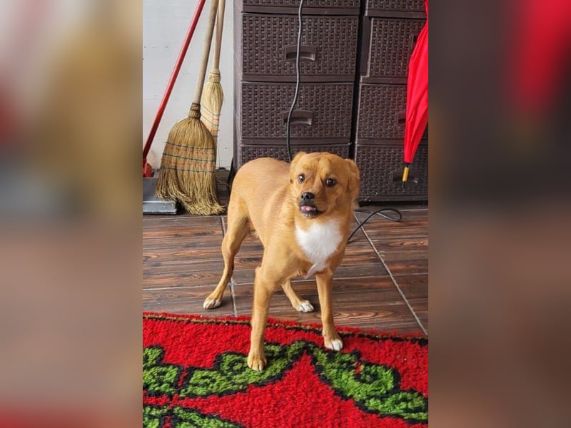 Liebste ♥ Luna ♥ klein, fein und schon stubenrein