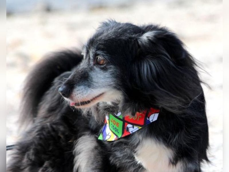 Neno ❤️ vital, neugierig + katzenverträgl.