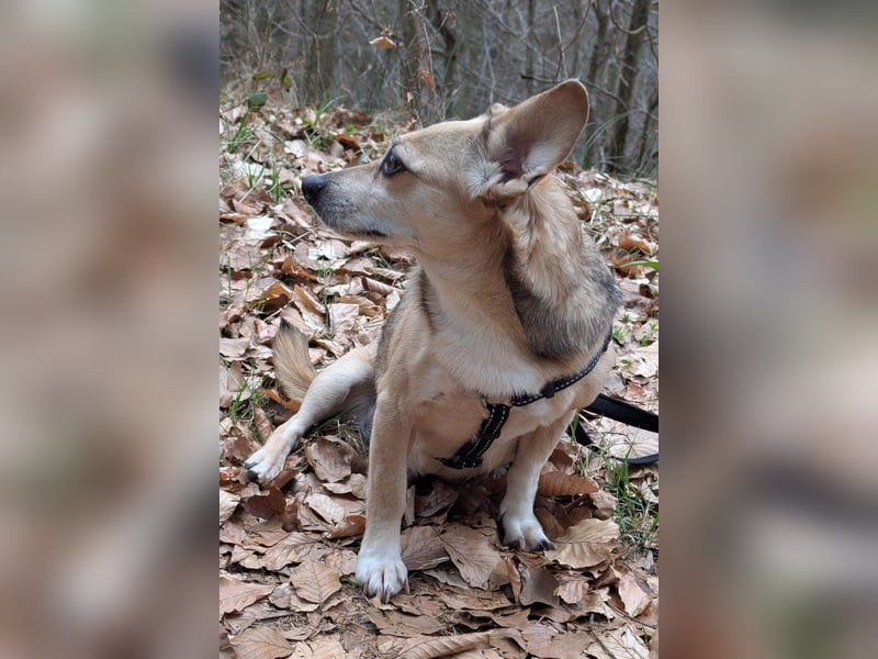 Sanfte ♥ Mirna ♥ wartet bereits in 67663 Kaiserslautern