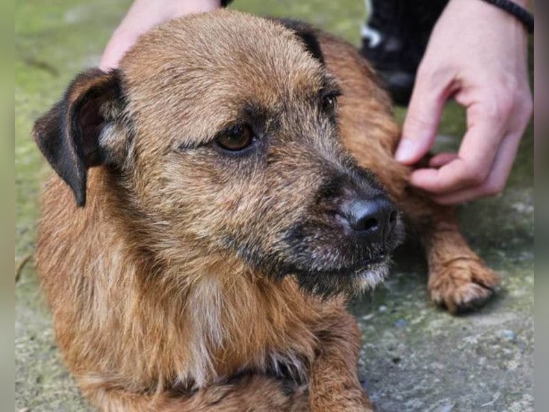 Bentley ❤️ kleiner, verspielter Lausbub!