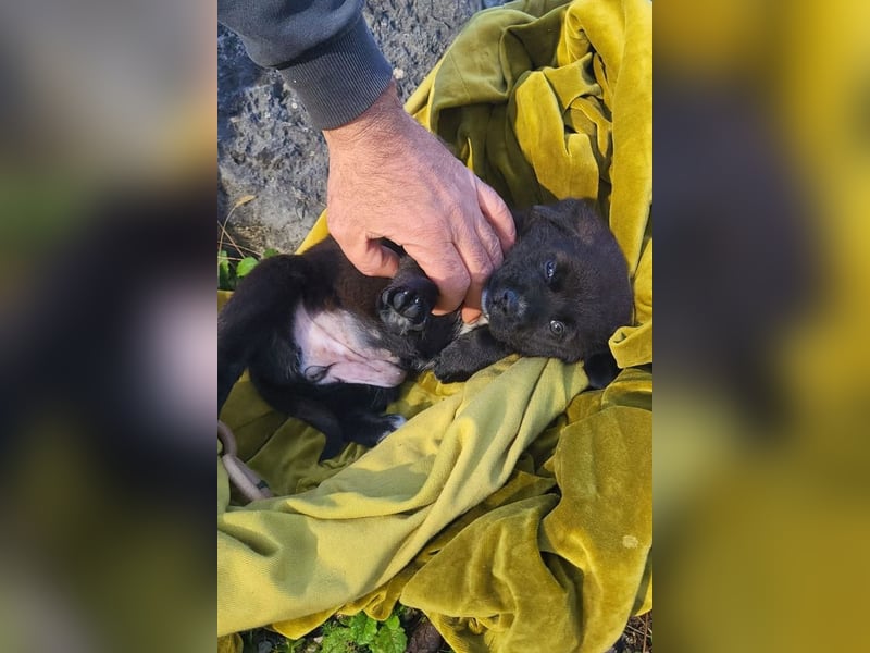 süße LIA❤️kleines Energiebündel sucht ein Für-Immer-Körbchen