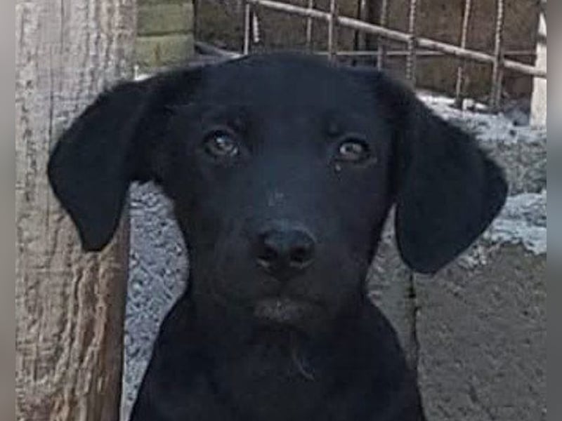 Welpenbub ♥ Spunky ♥ liebenswertes Familienmitglied auf 4 Pfoten
