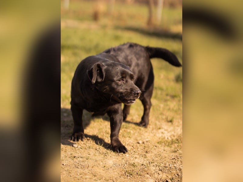 Süße OldLady ♥ Merry ♥ fröhliche, freundliche Hundedame