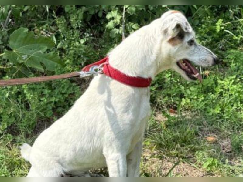 Roki - Jacki-Mix, aktiv, lebensfroh, liebt Menschen