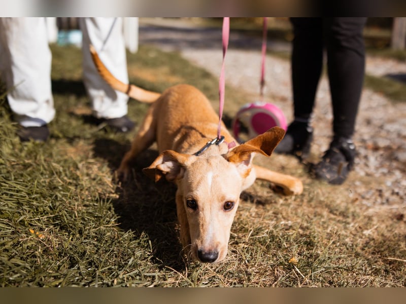Hachiko ❤️ so lebensfroh und aktiv!