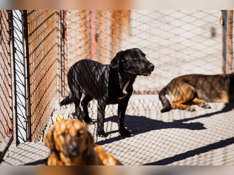Schmusepfote Cassia ♥️ tolle Familienhündin