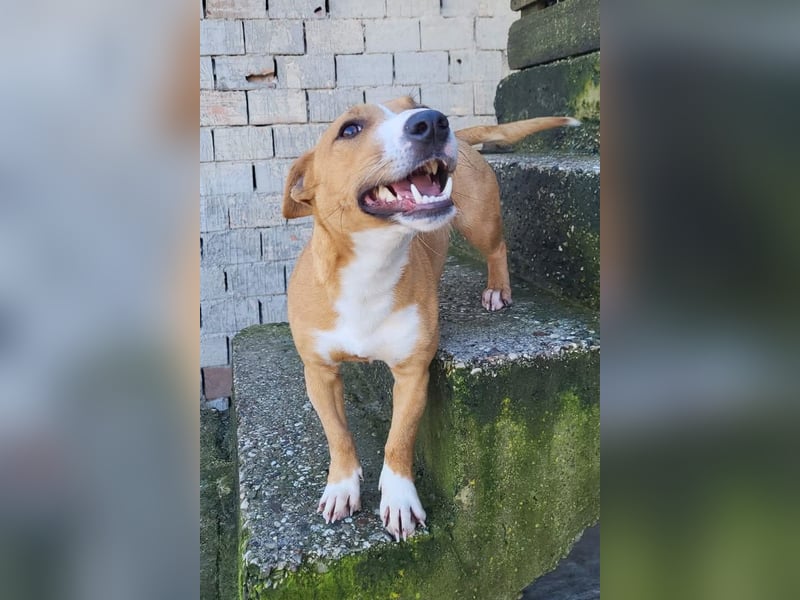 Aurelia ❤️ aufgeweckte, so fröhliche Maus