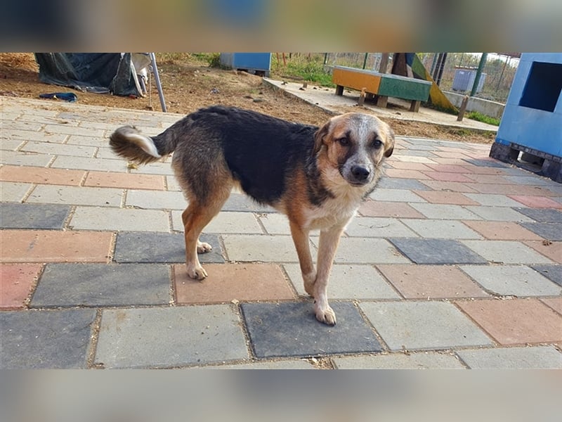 Doro wünscht sich ein warmes Körbchen