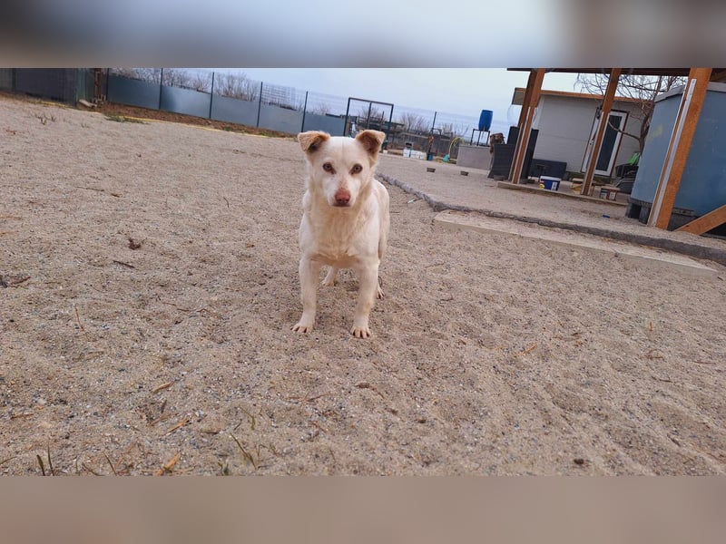 Rani die süße Zweregnmaus