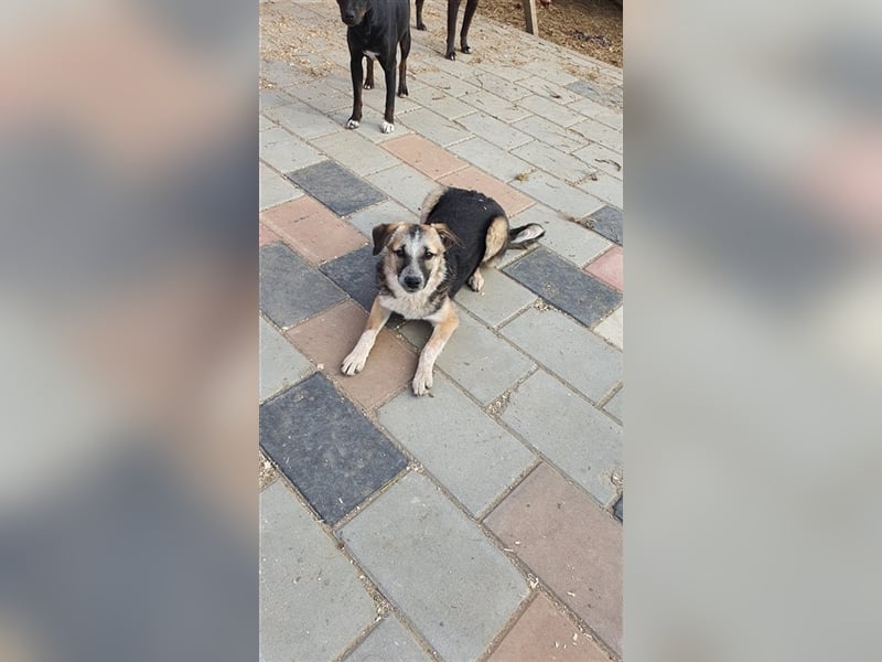 Doro wünscht sich ein warmes Körbchen