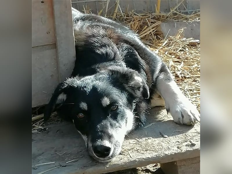 Daiana - sehr liebe Hündin, ca. 35cm, *03/2021 sucht liebevolles Zuhause vor Wintereinbruch